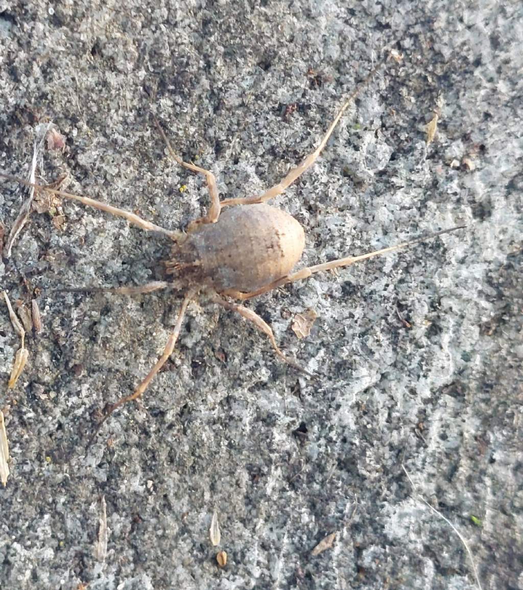 Odiellus spinosus - Phalangiidae